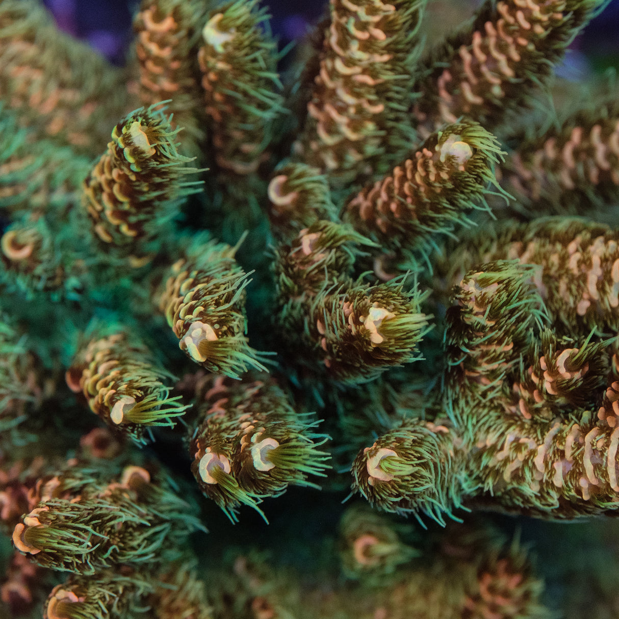 Acid Trip Acropora Millepora