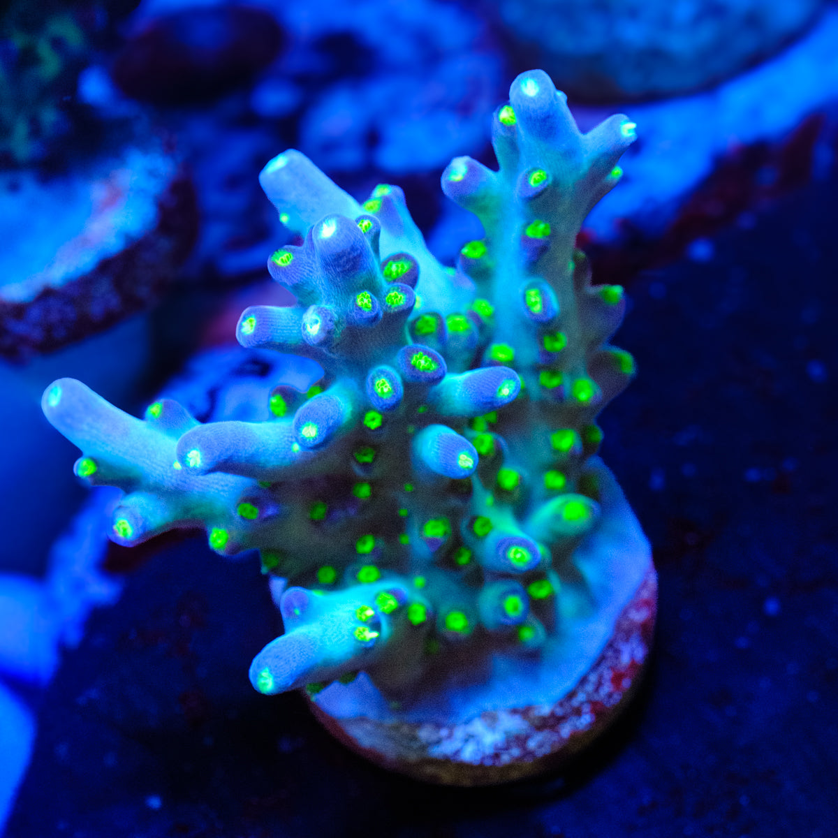 Aris Avalanche Acropora WYSIWYG - T1