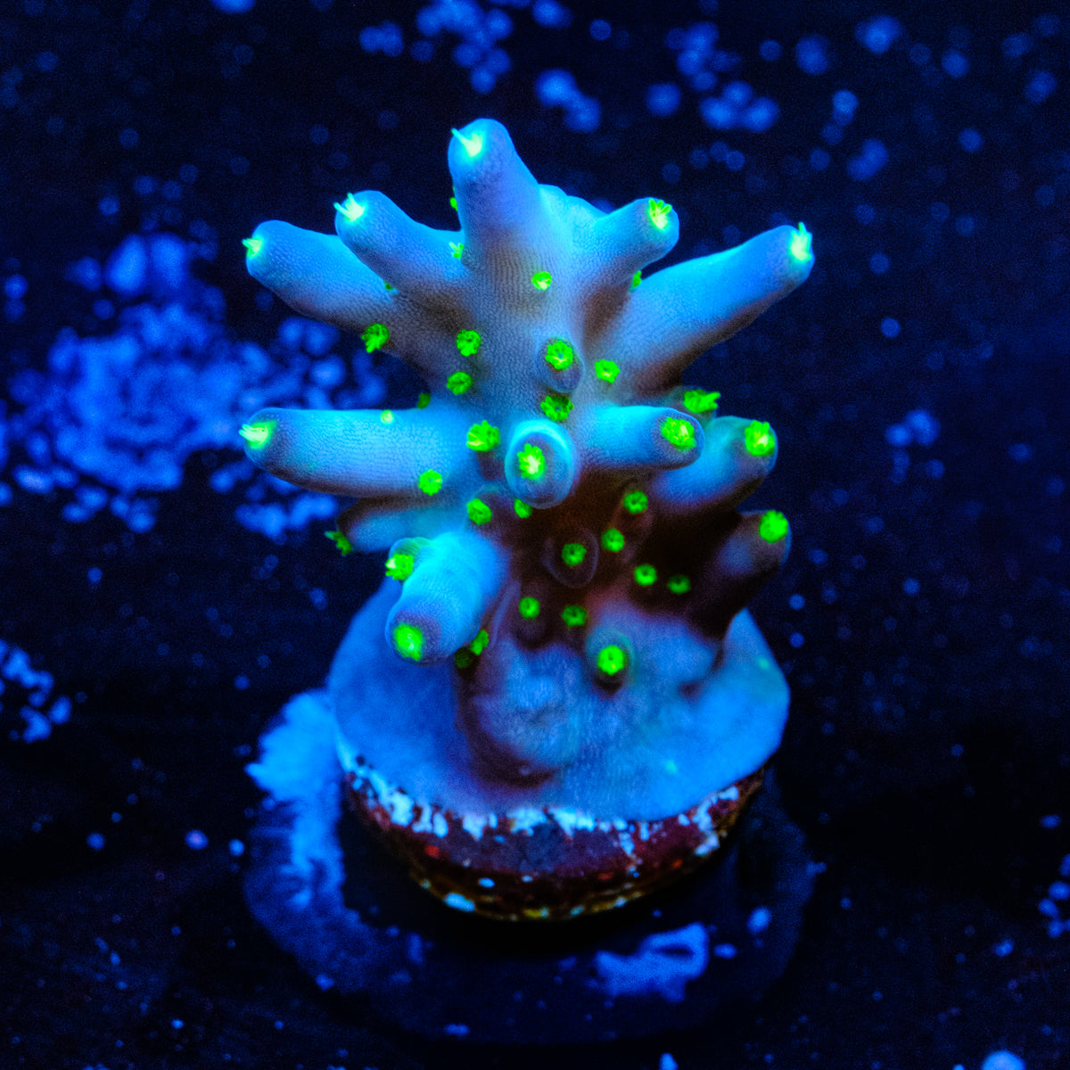 Ari's Avalanche Acropora WYSIWYG - D4