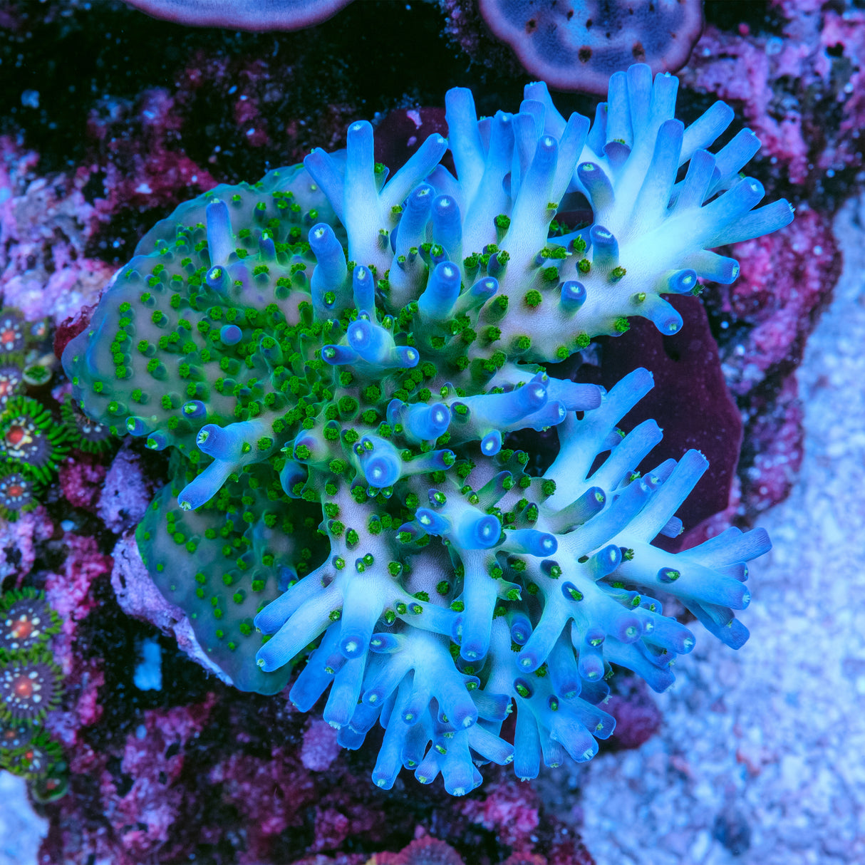 Aris Avalanche Acropora