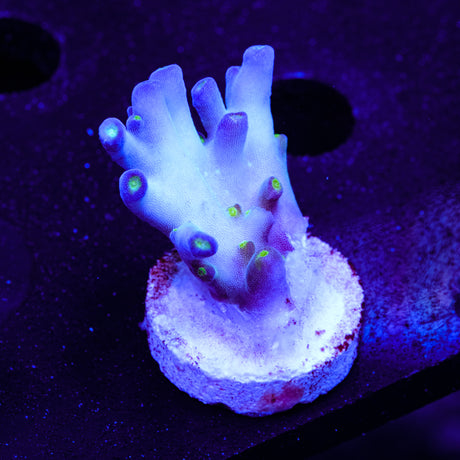 Aris Avalanche Acropora WYSIWYG - K2