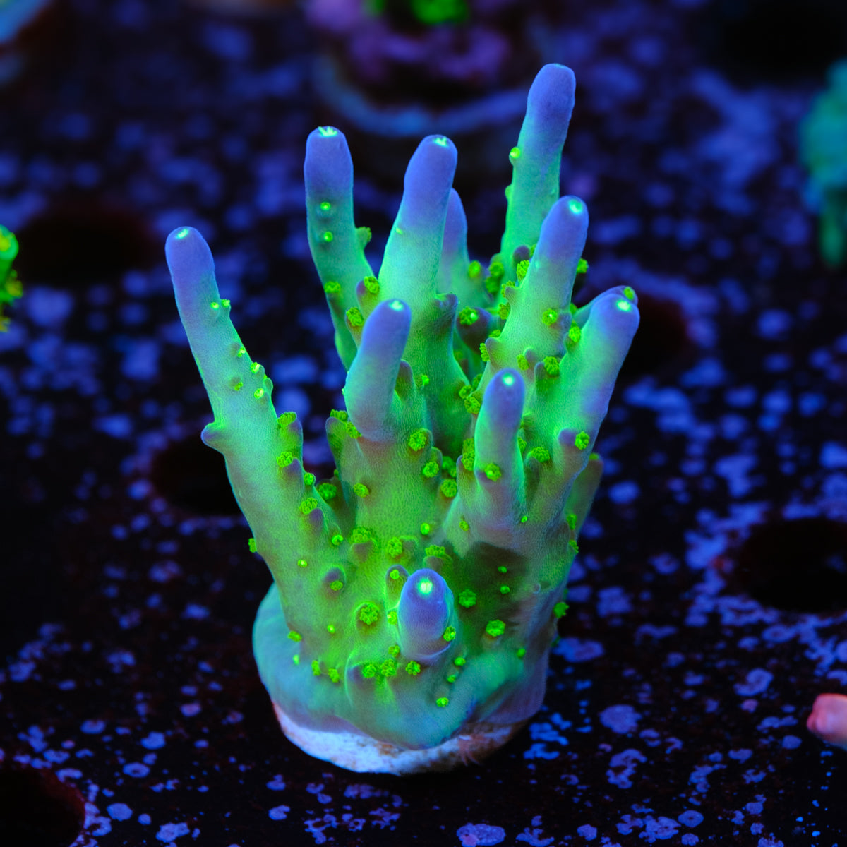 Aris Avalanche Acropora WYSIWYG - K2