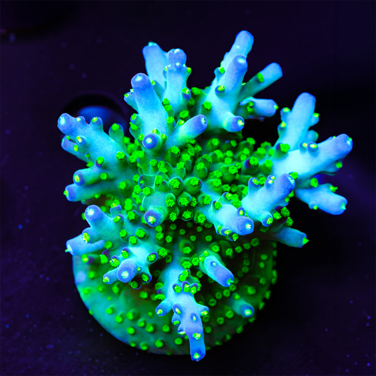 WWC Aris Avalanche Acropora WYSIWYG - R2-4