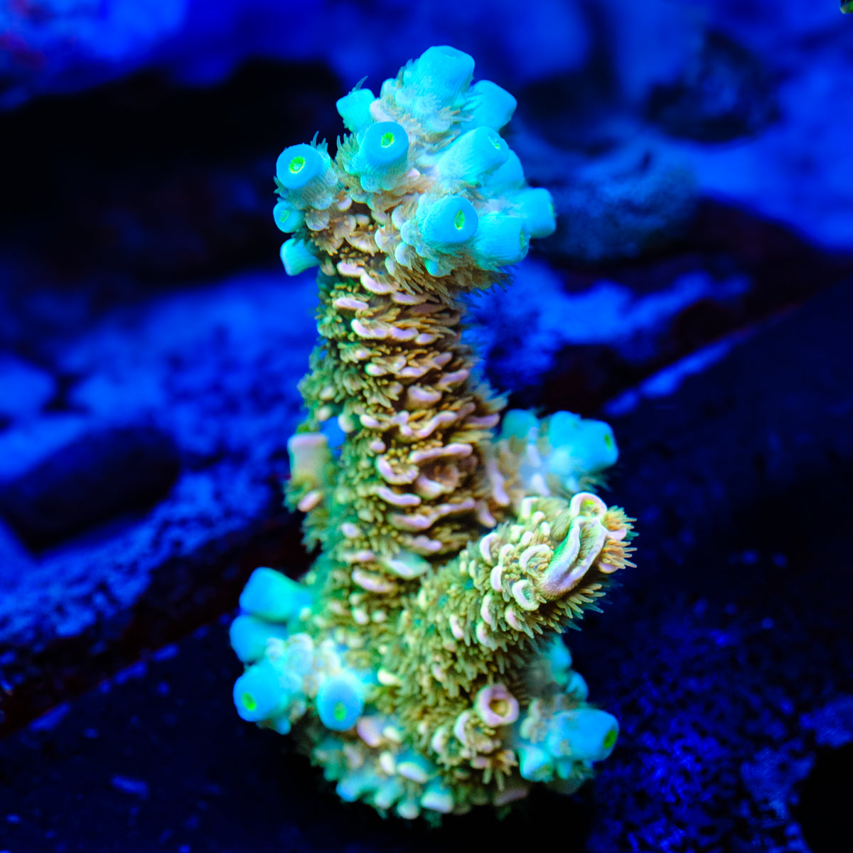 A to Z Muto Sunset Acropora WYSIWYG - R1
