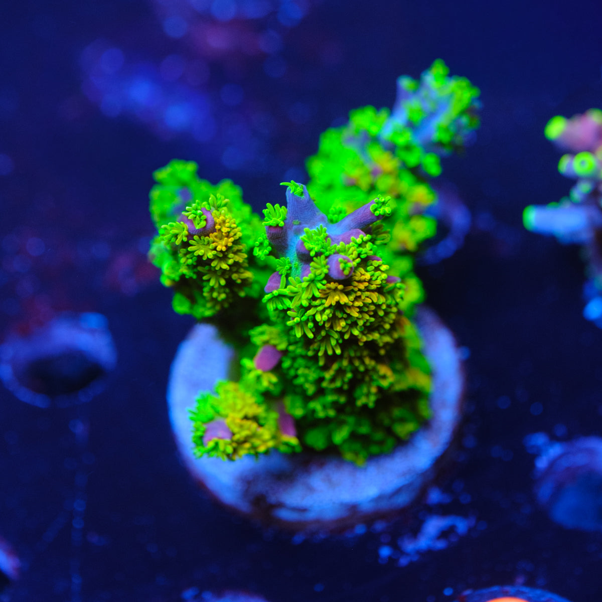 BC Bleeding Tree Abrotanoides WYSIWYG Q2-4