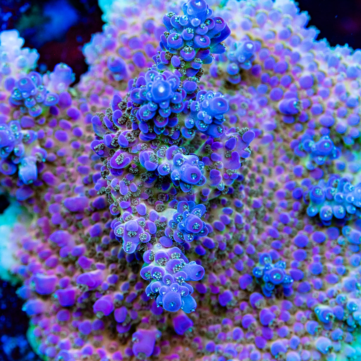 BC Blood Bank Acropora