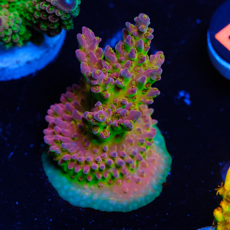 BC Blood Bank Acropora WYSIWYG I2-4