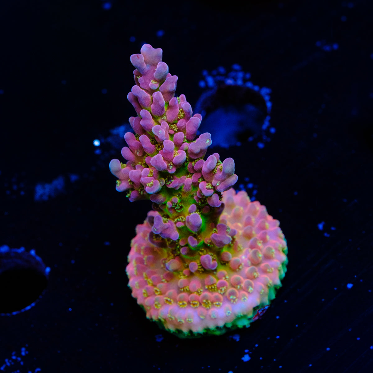 BC Blood Bank Acropora WYSIWYG - R2-4