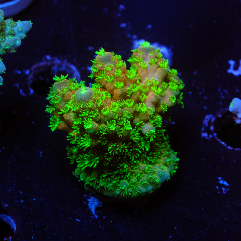 BC Bonsai Humi Acropora WYSIWYG E2-4