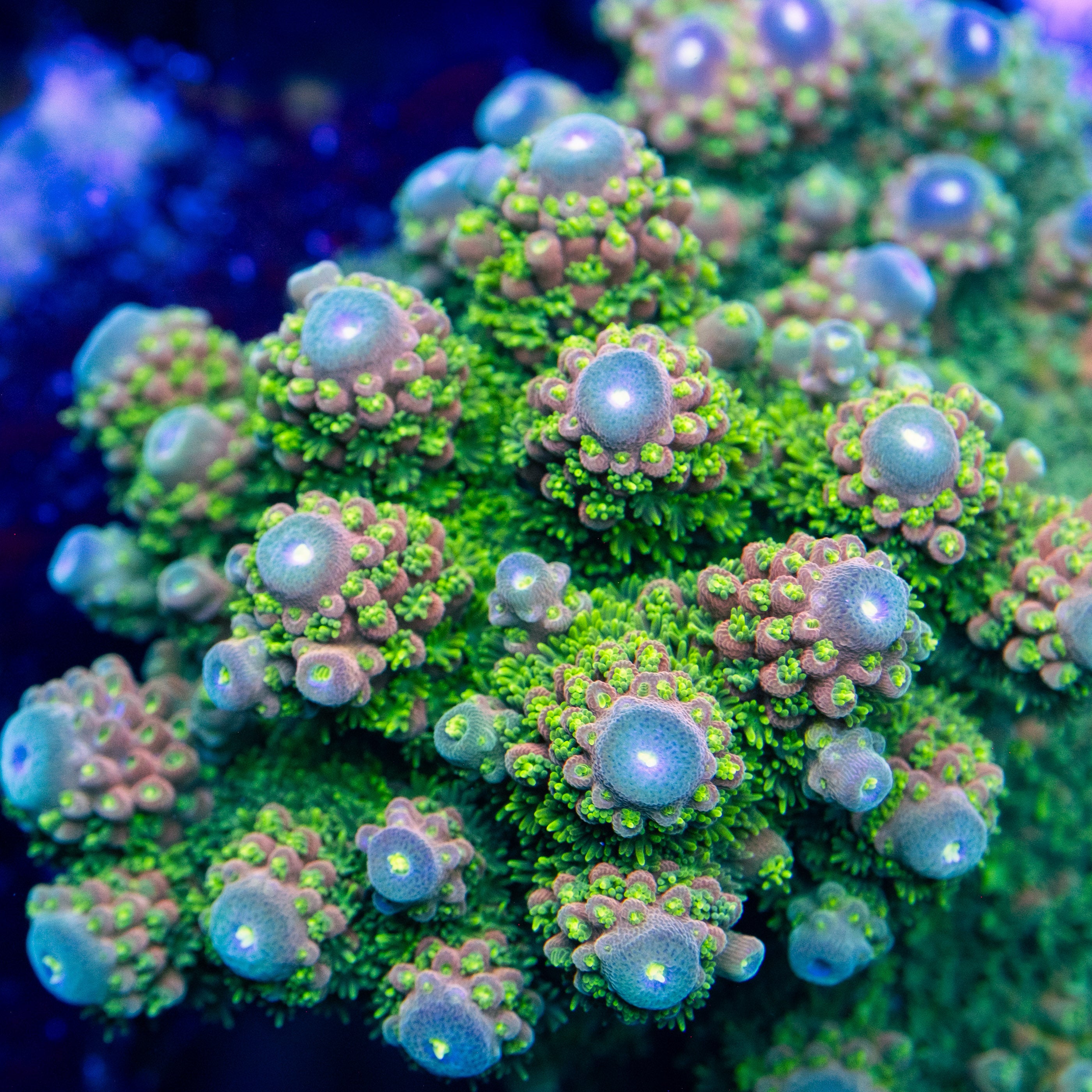 BC Bonsai Humi Acropora – Underwater Wonders