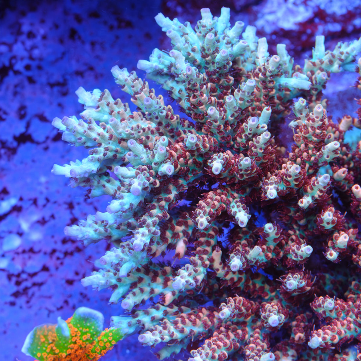 BC Bozo the Nasuta Acropora