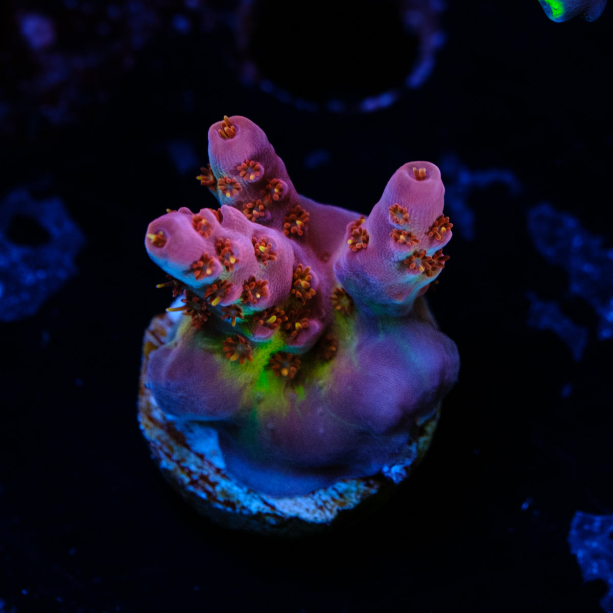 BC Cemetary Party Acropora WYSIWYG - L4