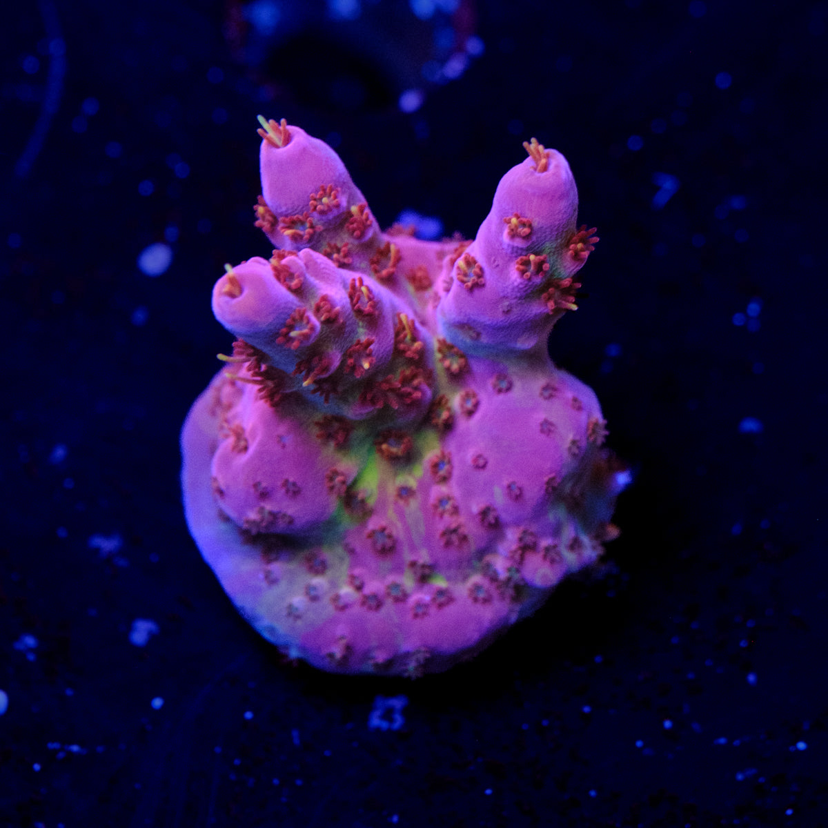 BC Cemetary Party Acropora WYSIWYG - L4