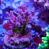 BC Cricket Spine Acropora WYSIWYG - P2