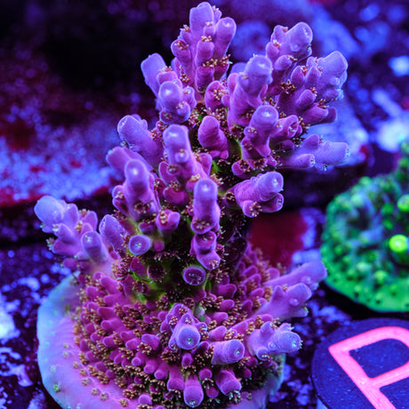 BC Cricket Spine Acropora WYSIWYG - P2