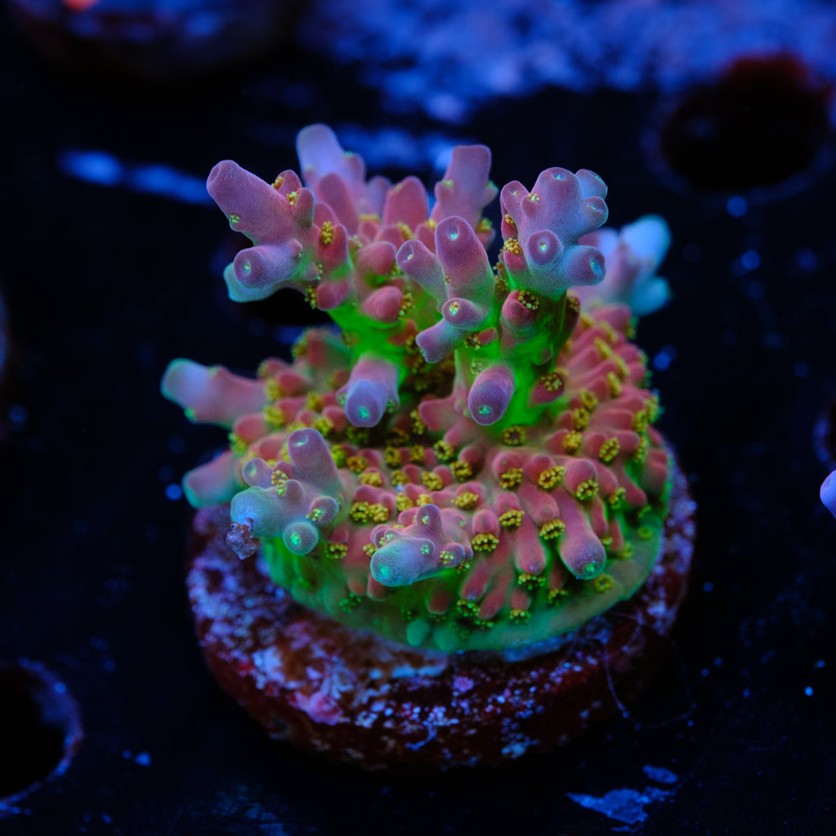 BC Cricket Spine Acropora WYSIWYG - T2