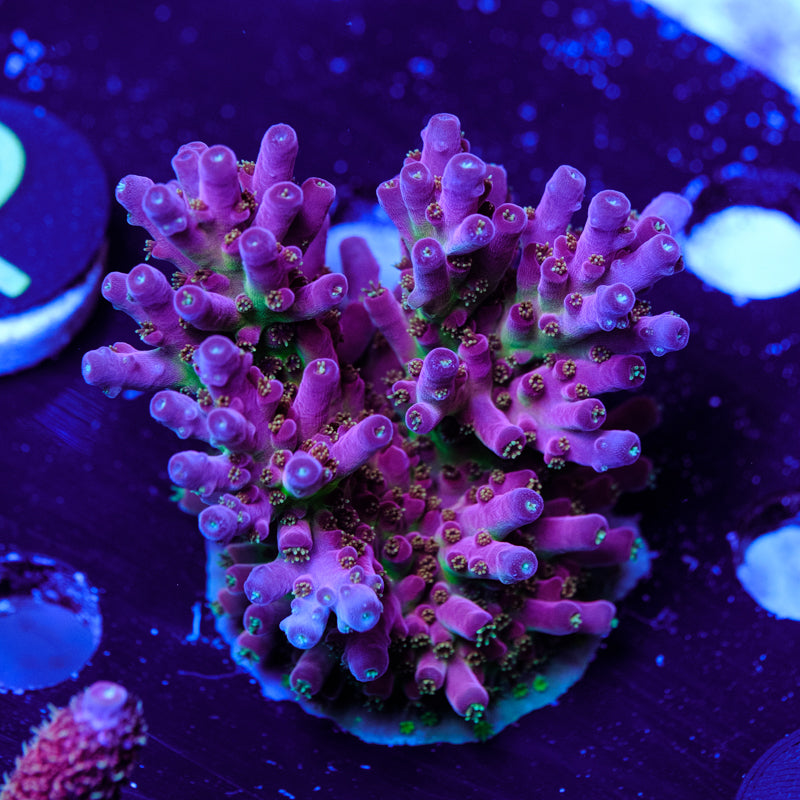 BC Cricket Spine Acropora WYSIWYG - X4