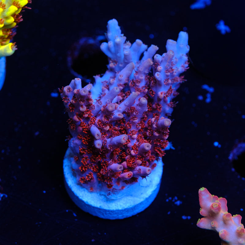 BC Fire Polyp Table Acropora WYSIWYG M2-4