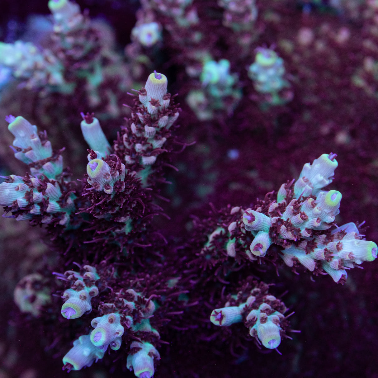 BC Houdini Acropora