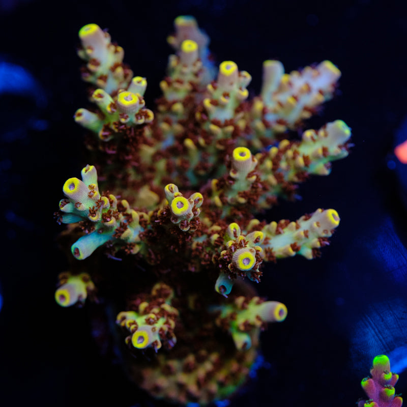 BC Houdini Acropora WYSIWYG O2-4
