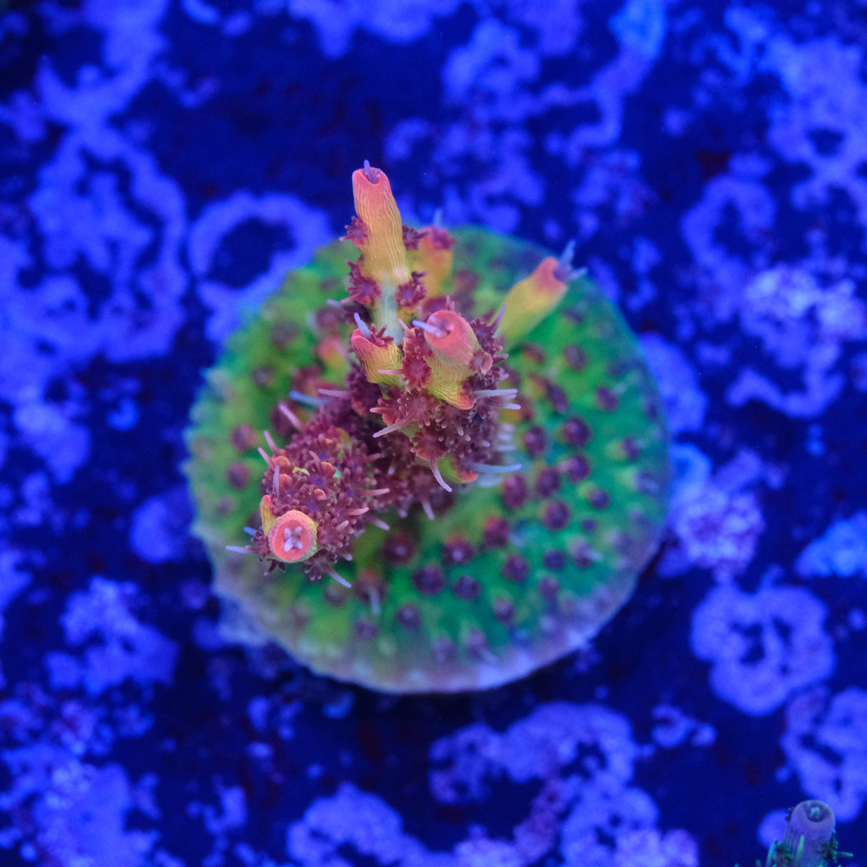 BC Lingenberry Vinegar Acropora