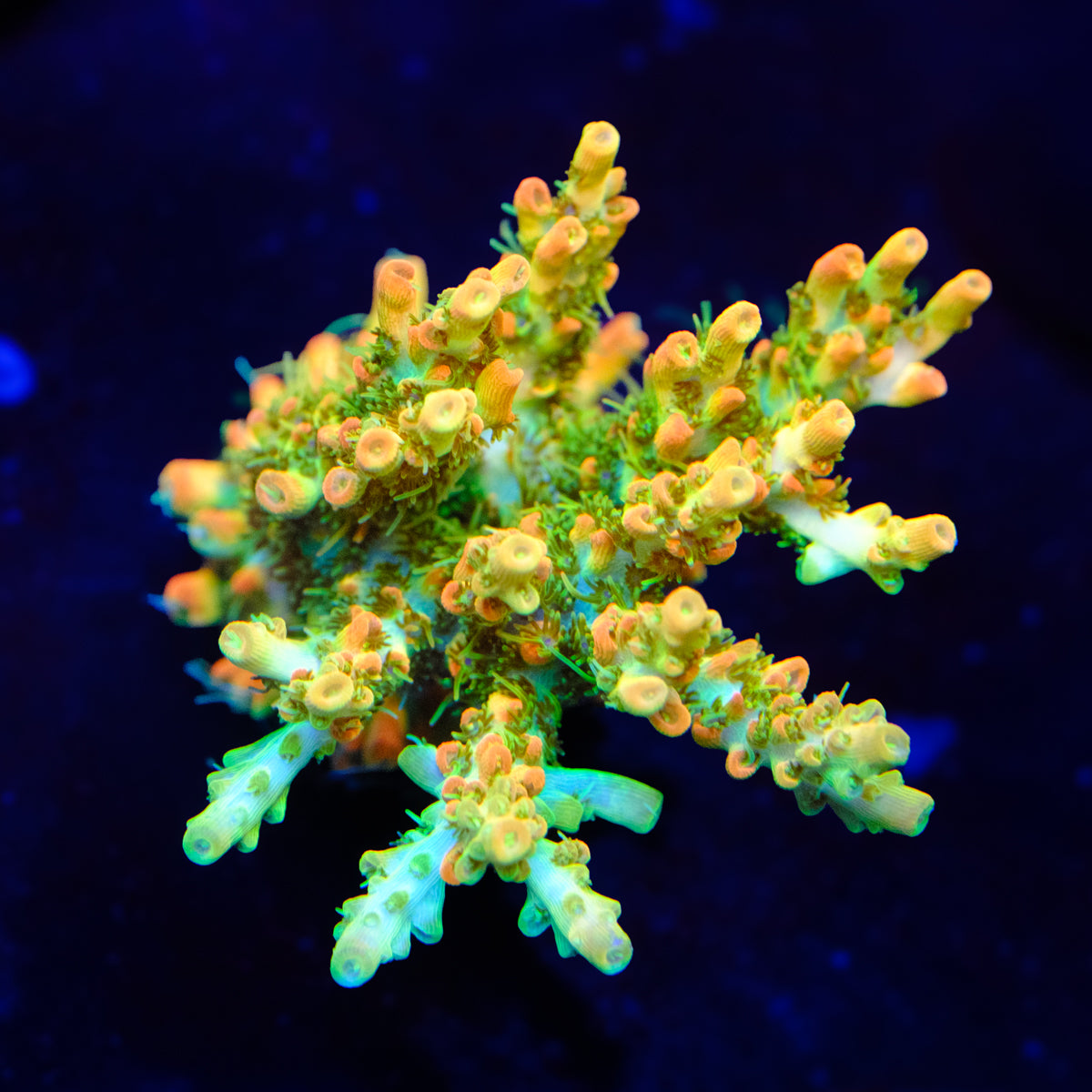 BC Lingenberry Vinegar Acropora WYSIWYG - M4