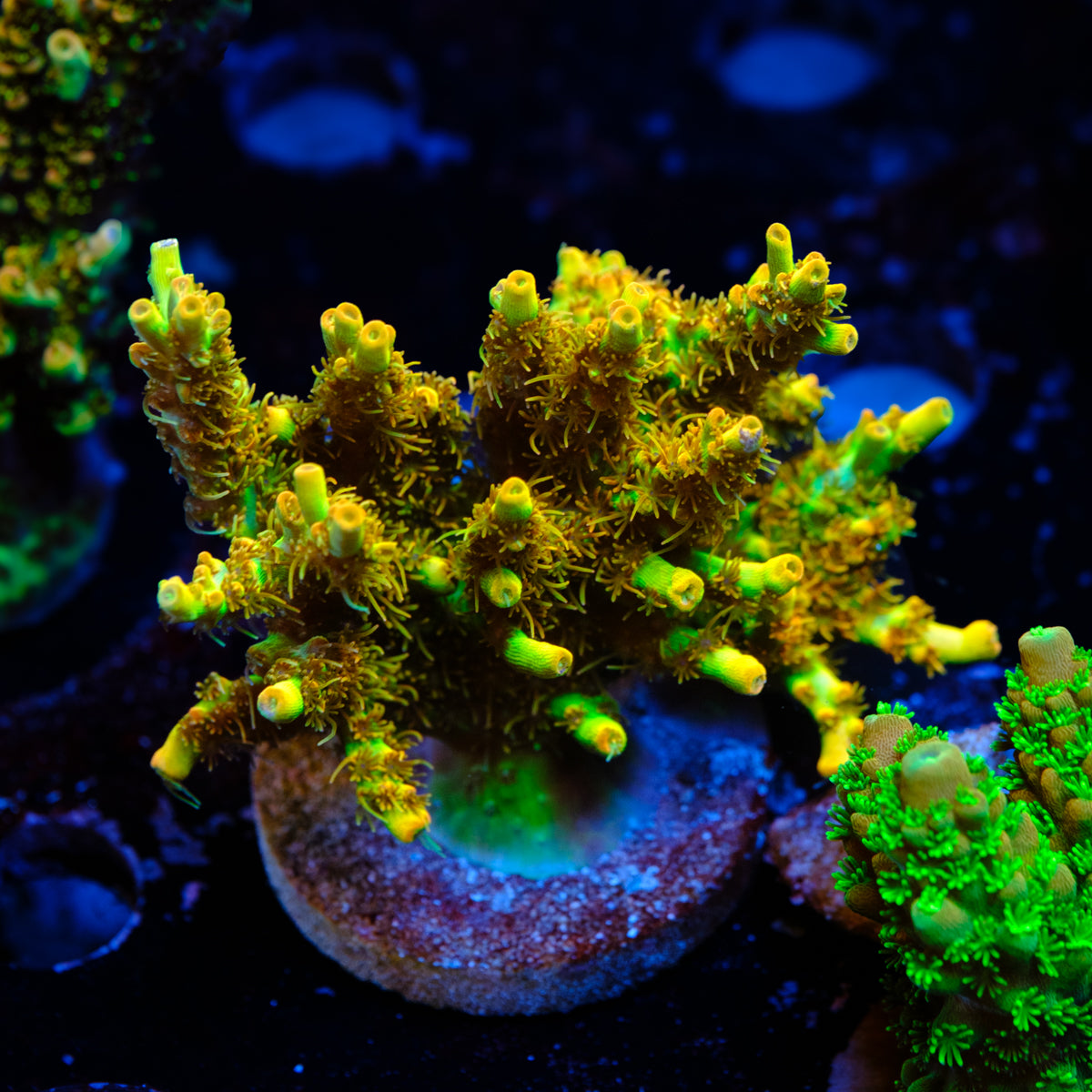 BC Lingenberry Vinegar Acropora WYSIWYG - D2-4