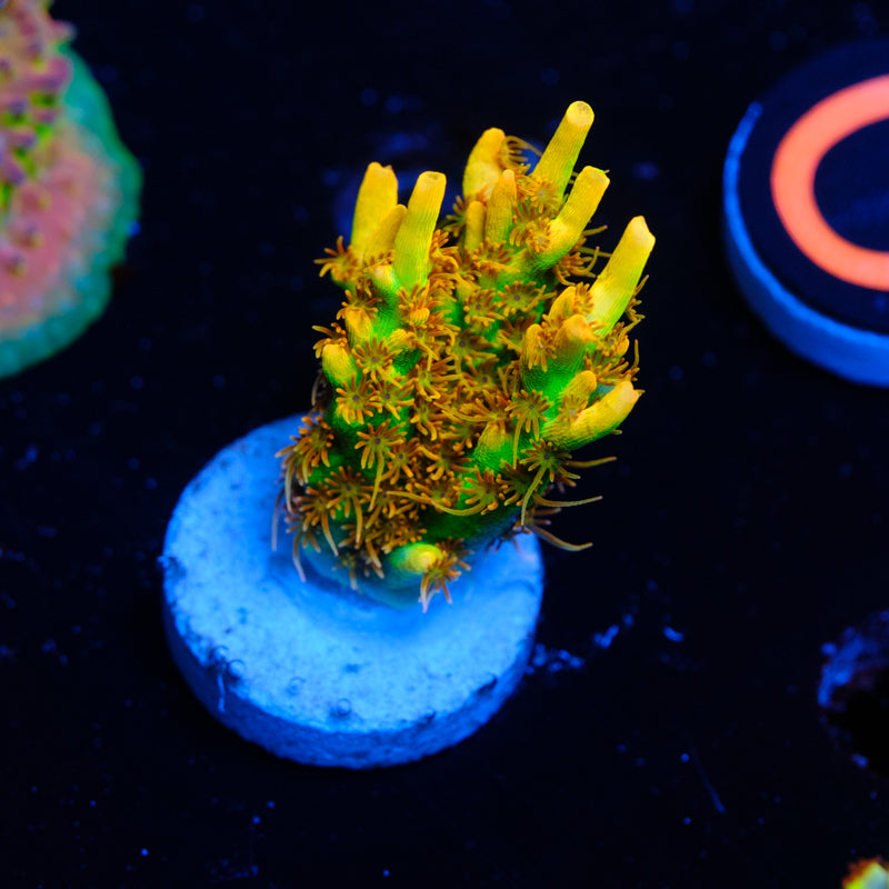 BC Lingenberry Vinegar Acropora WYSIWYG J2-4