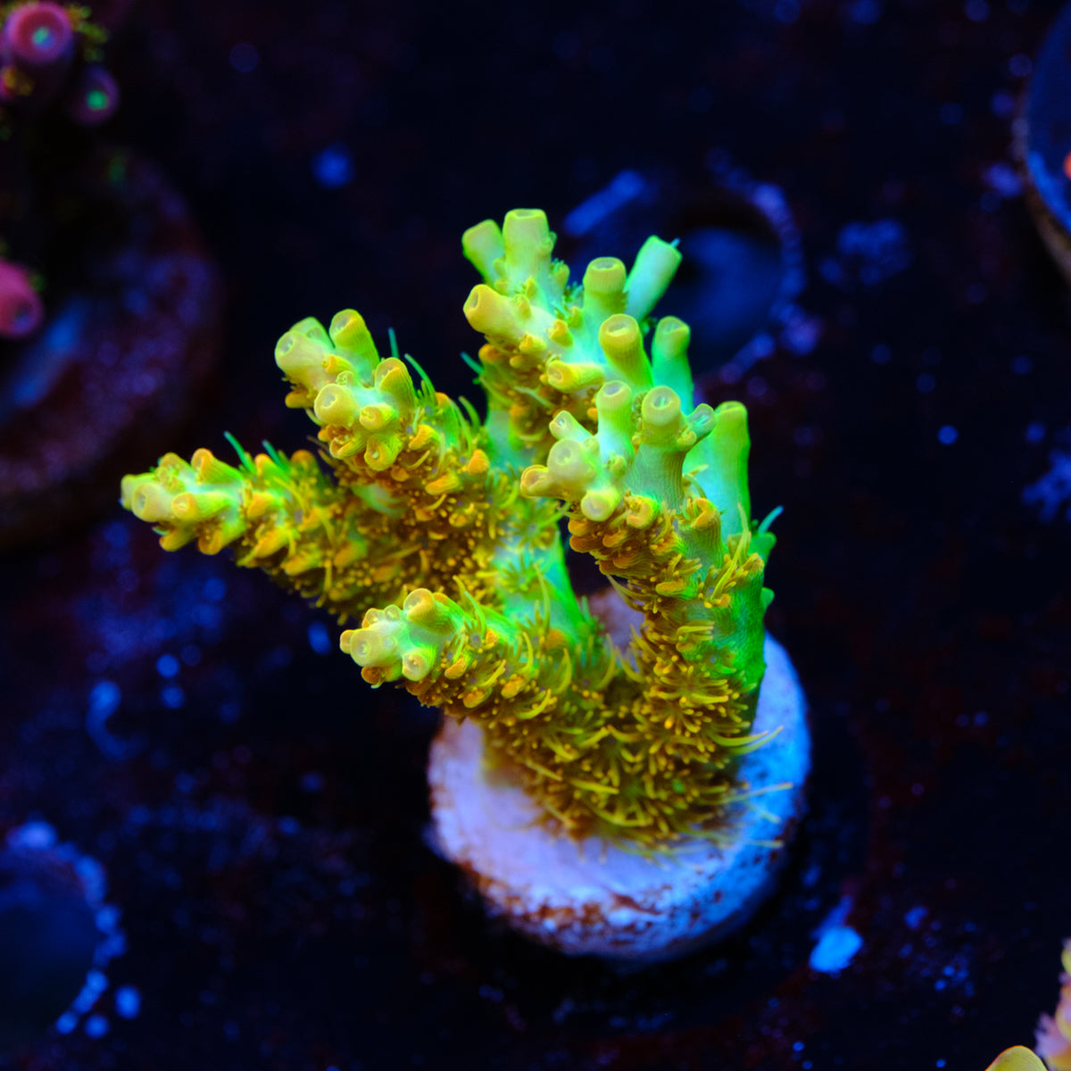 BC Lingenberry Vinegar Acropora WYSIWYG - S2-4