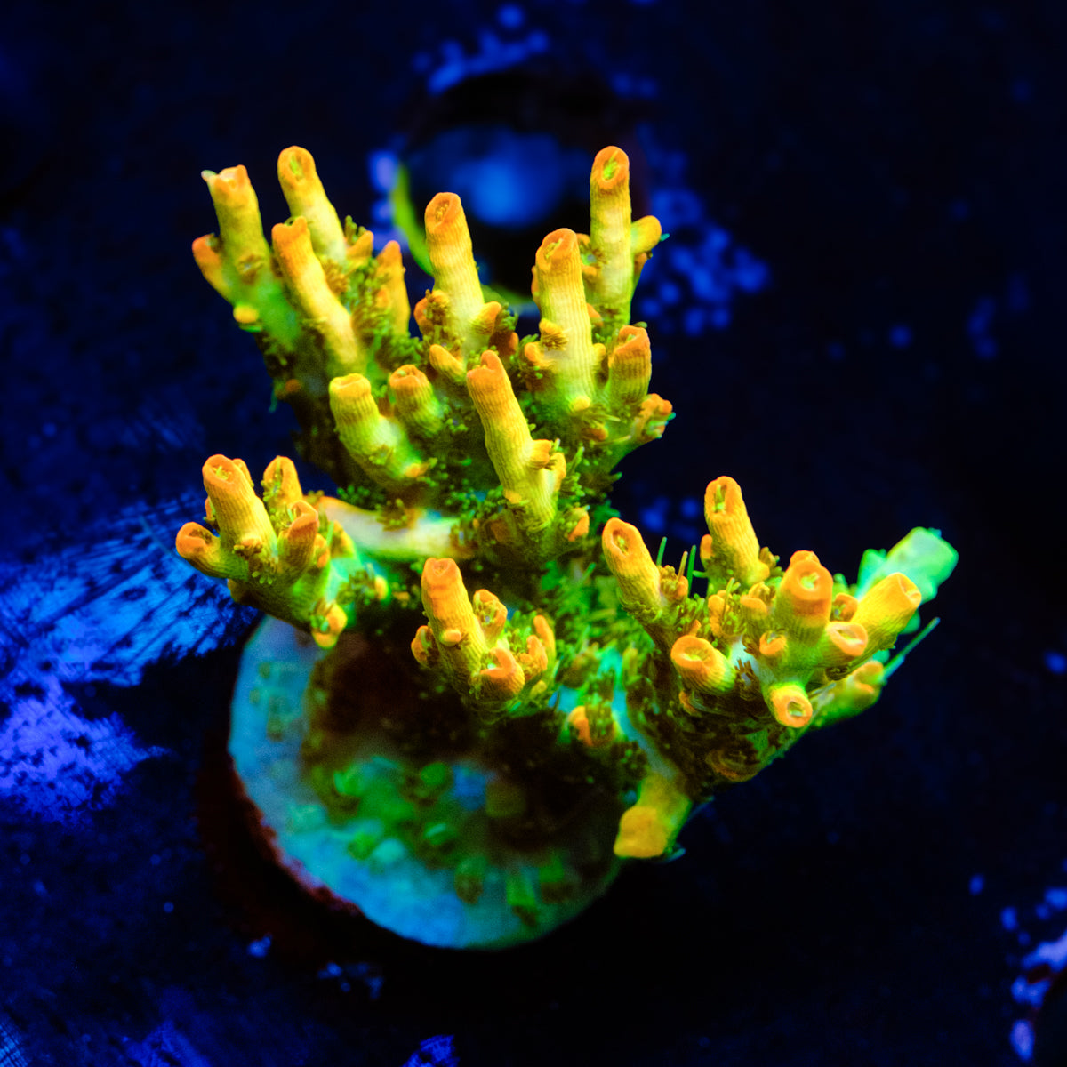 BC Lingenberry Vinegar Acropora WYSIWYG - S2-4