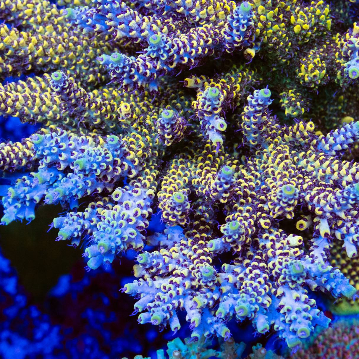 BC Mister Neutron Acropora