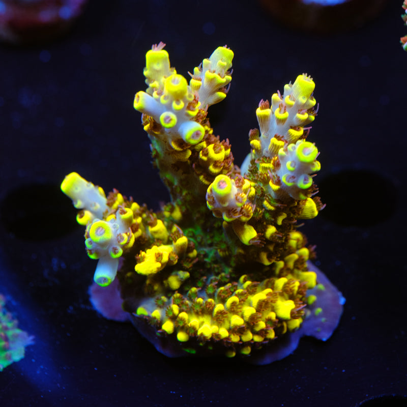 BC Mister Neutron Acropora WYSIWYG - U2