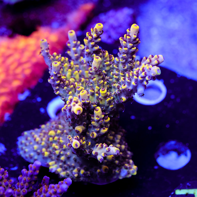 BC Mister Neutron Acropora WYSIWYG - H4