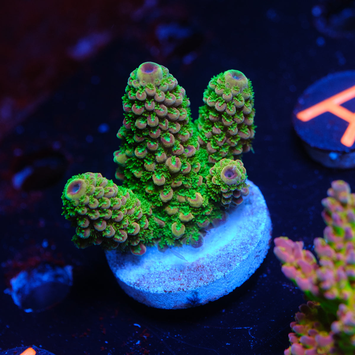 BC Red Hot Hat Digitifera WYSIWYG H2-4