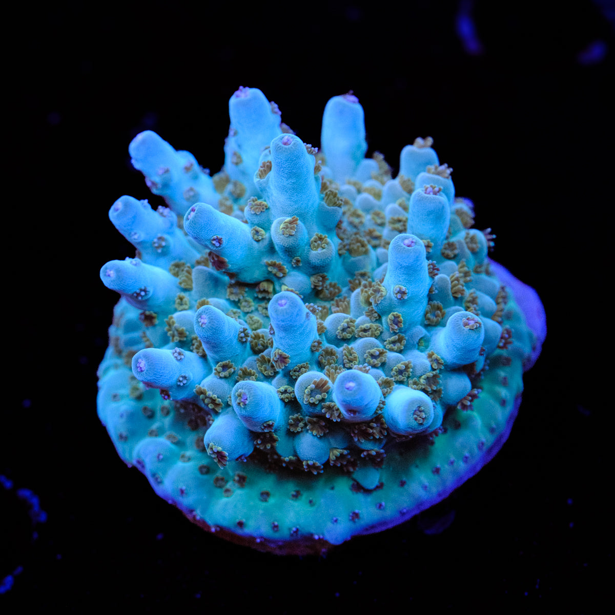 BC Skinny Love Acropora WYSIWYG - I2