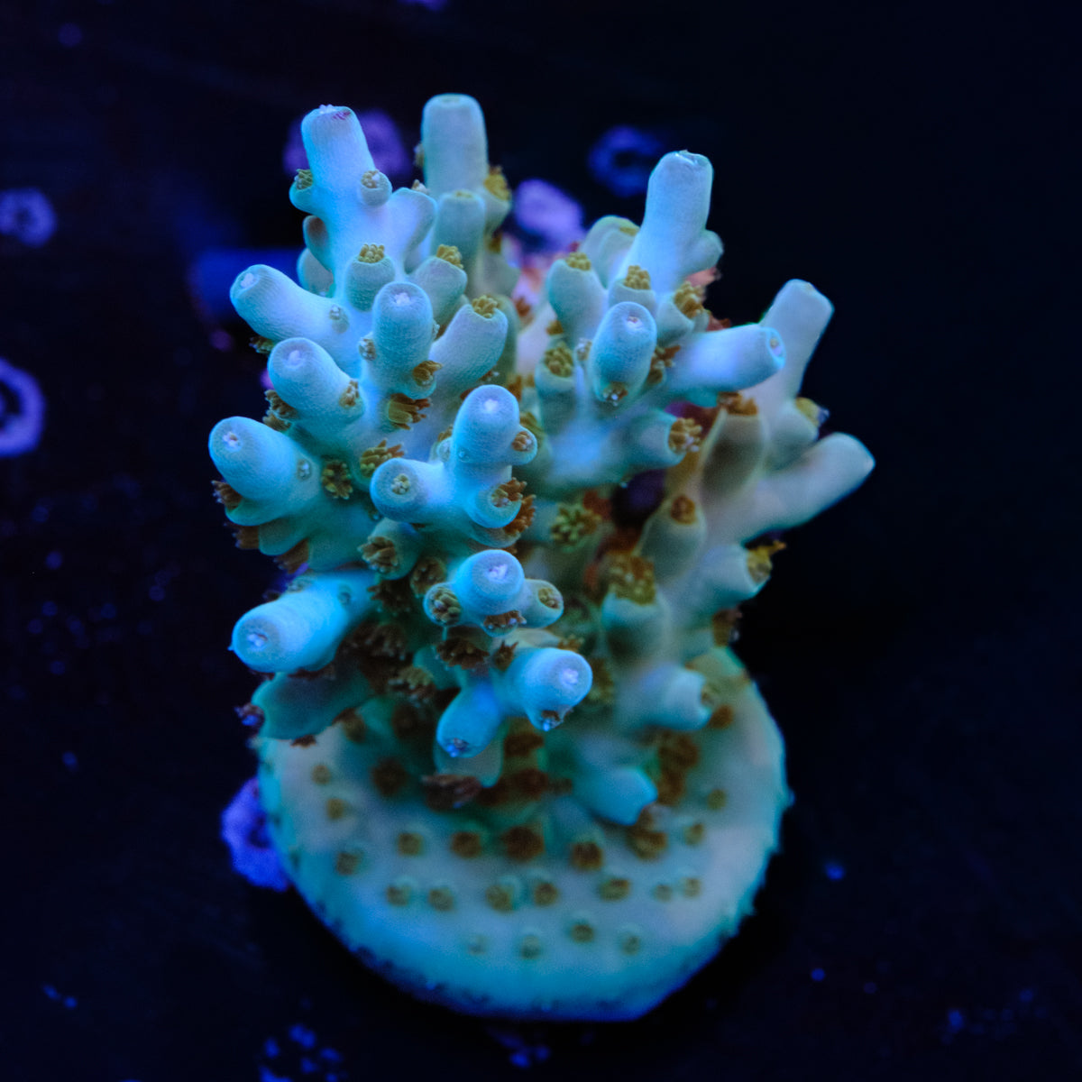 BC Skinny Love Acropora WYSIWYG - R4