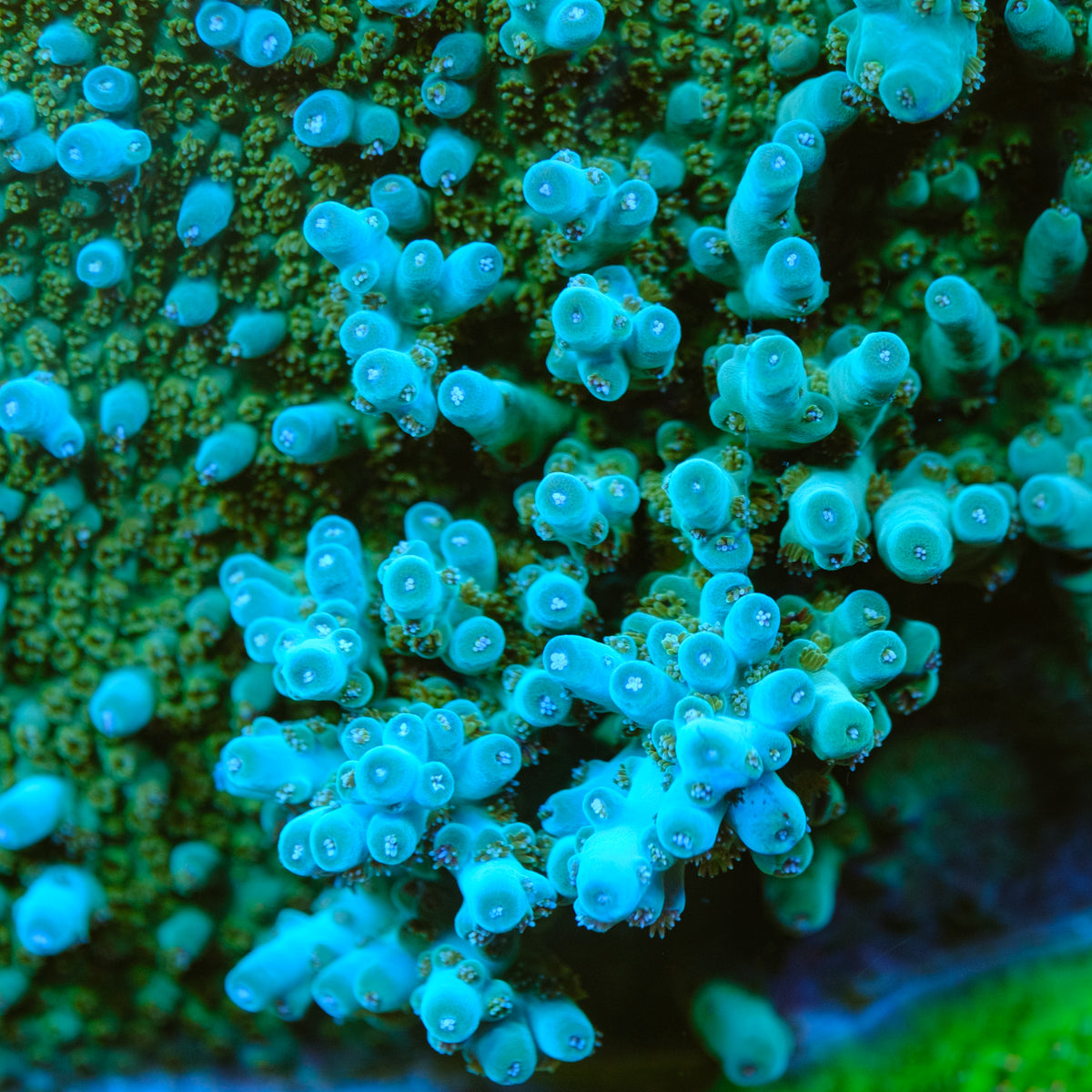 BC Skinny Love Acropora – Underwater Wonders