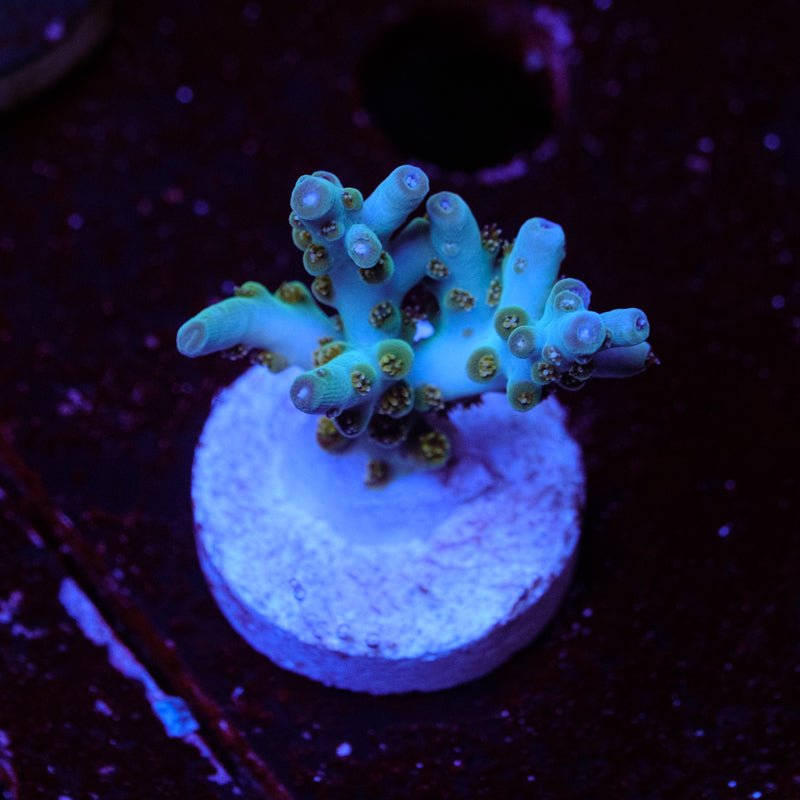 BC Skinny Love Acropora WYSIWYG - I4