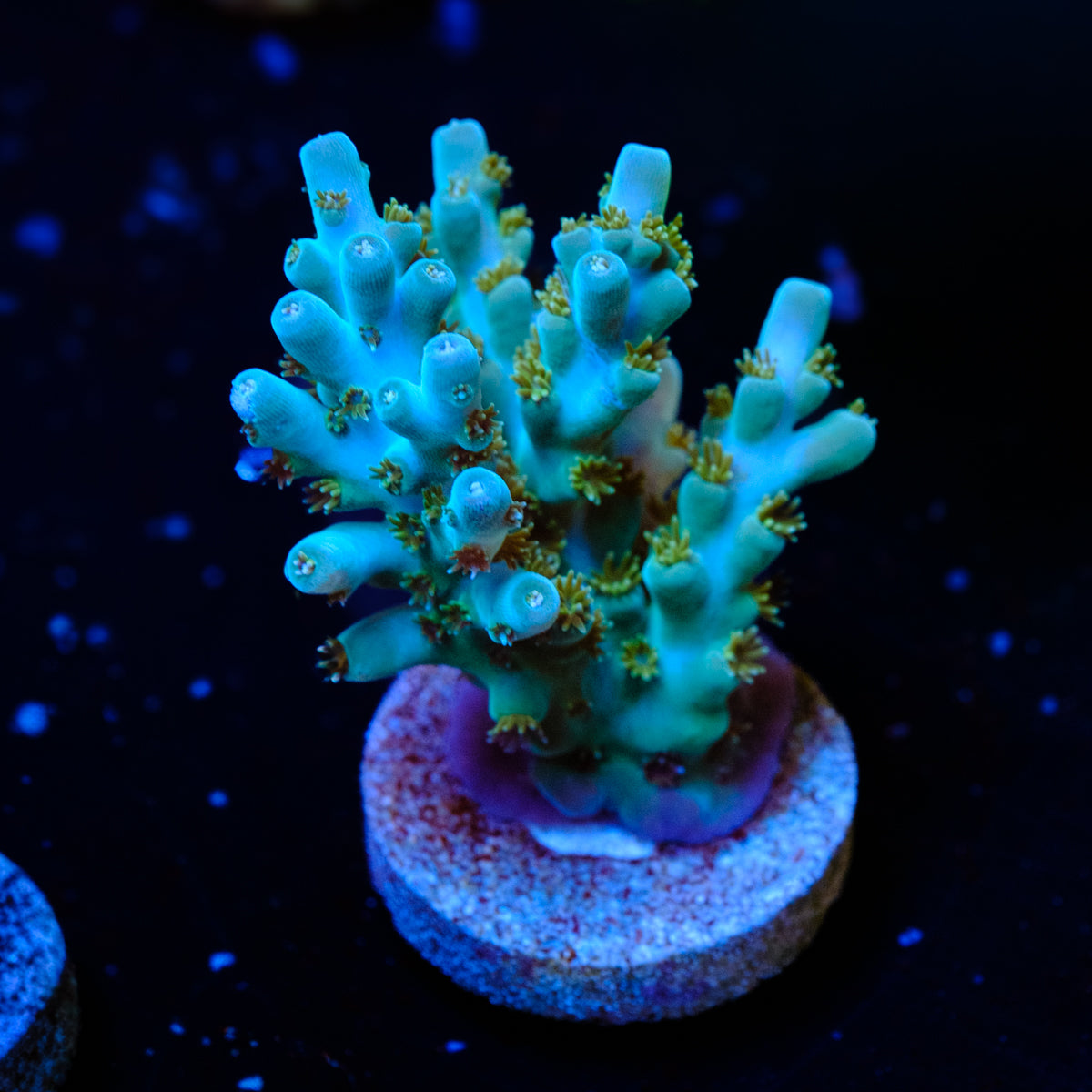 BC Skinny Love Acropora WYSIWYG - R4