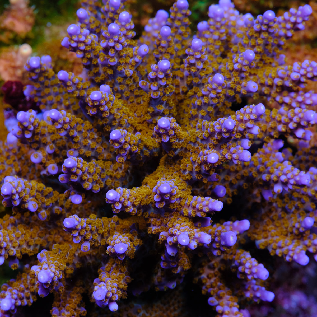 BC Space Laser Acropora