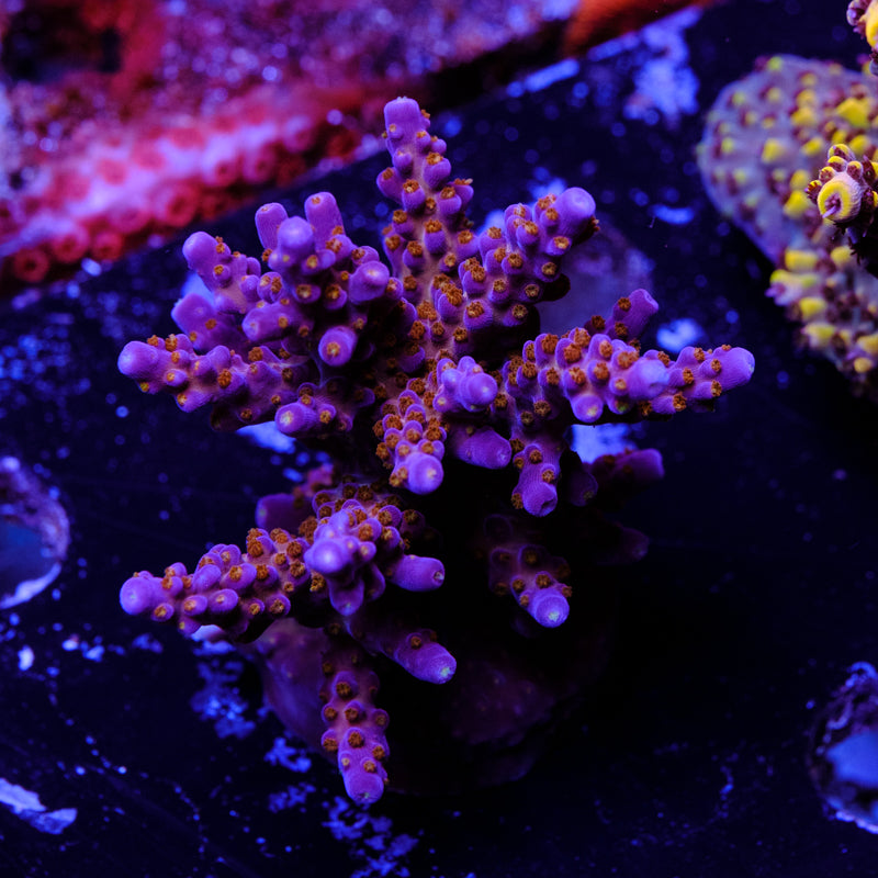BC Space Laser Acropora WYSIWYG - G4