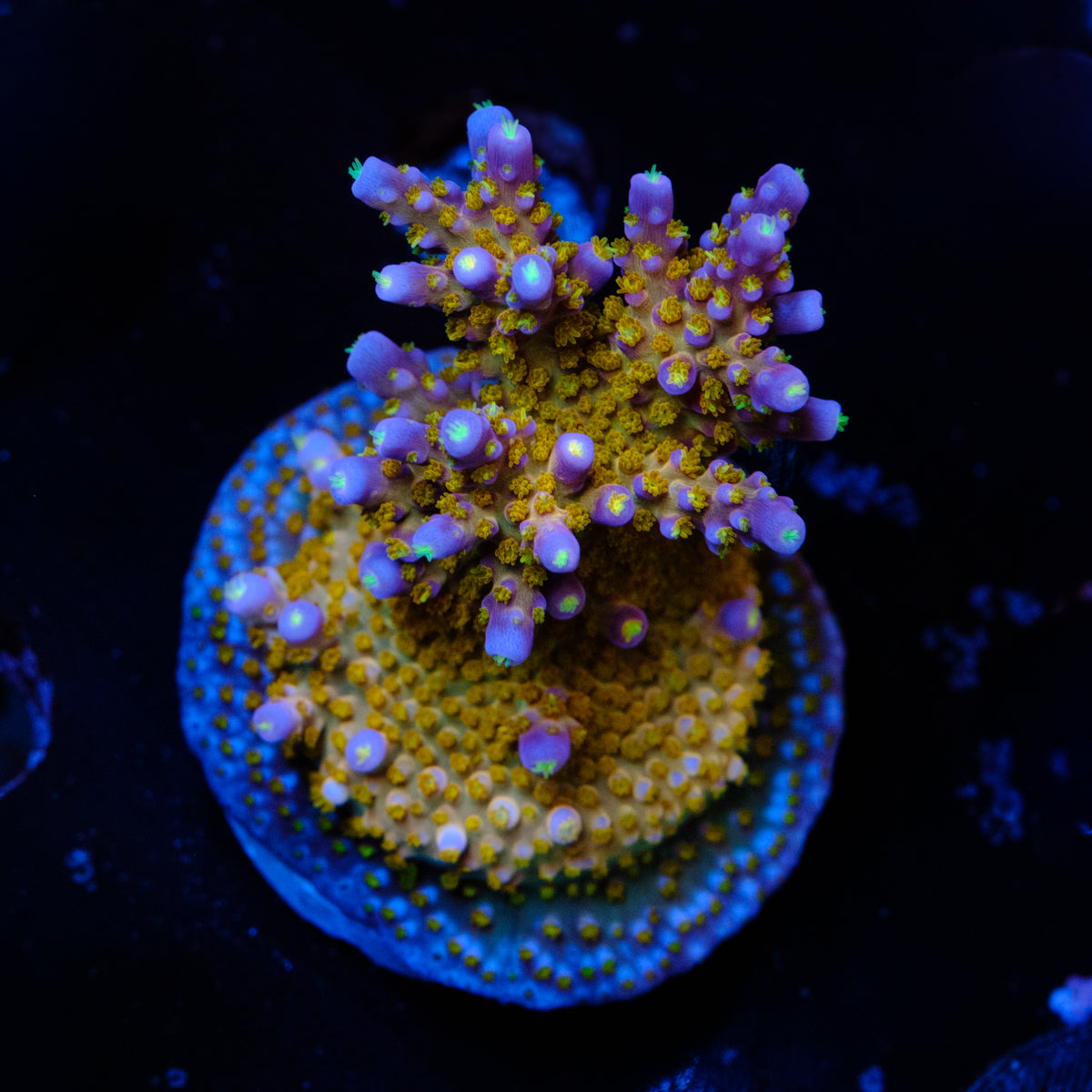 BC Space Laser Acropora WYSIWYG - X4