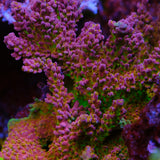 BC Blood Bank Acropora