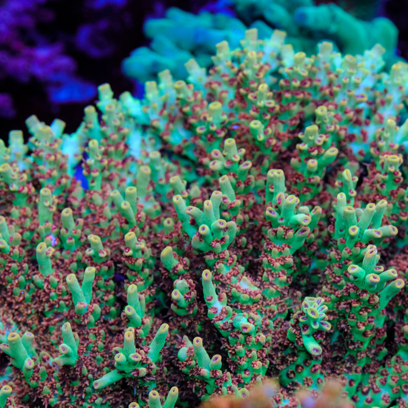 BC Hyperberry Acropora