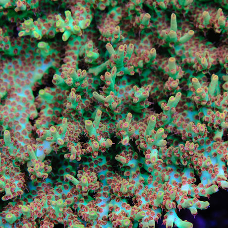 BC Hyperberry Acropora