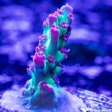 BC Hyperberry Acropora