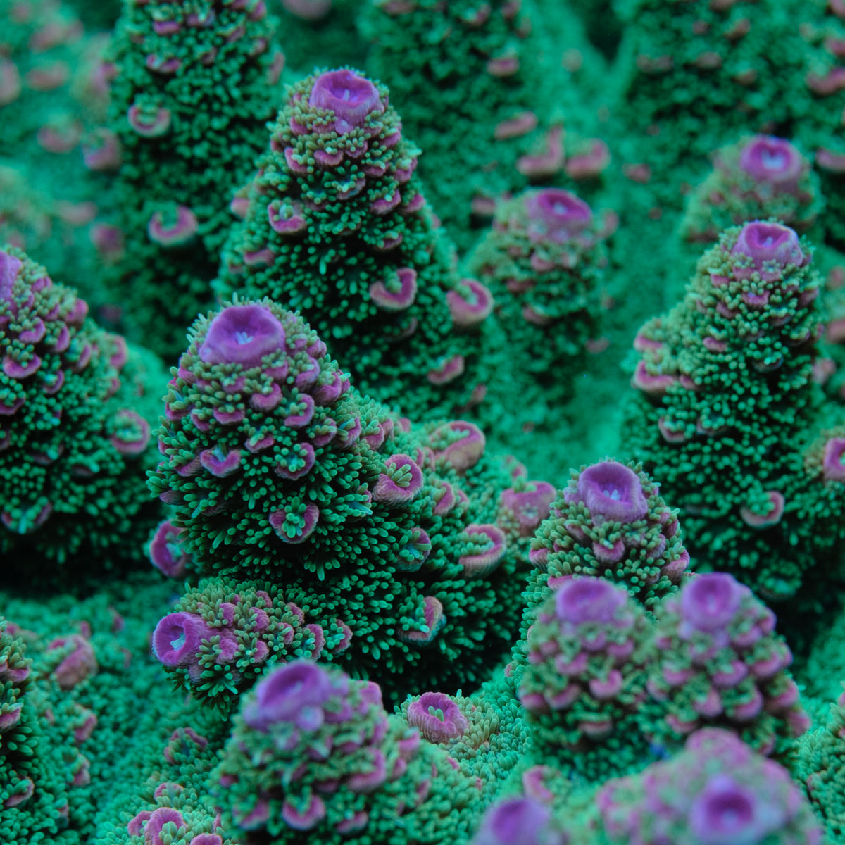 BC Red Hot Hat Digitifera