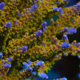 BC Space Laser Acropora