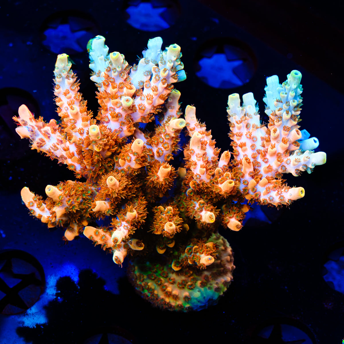 BC Wonder Women Table Acropora WYSIWYG - S6
