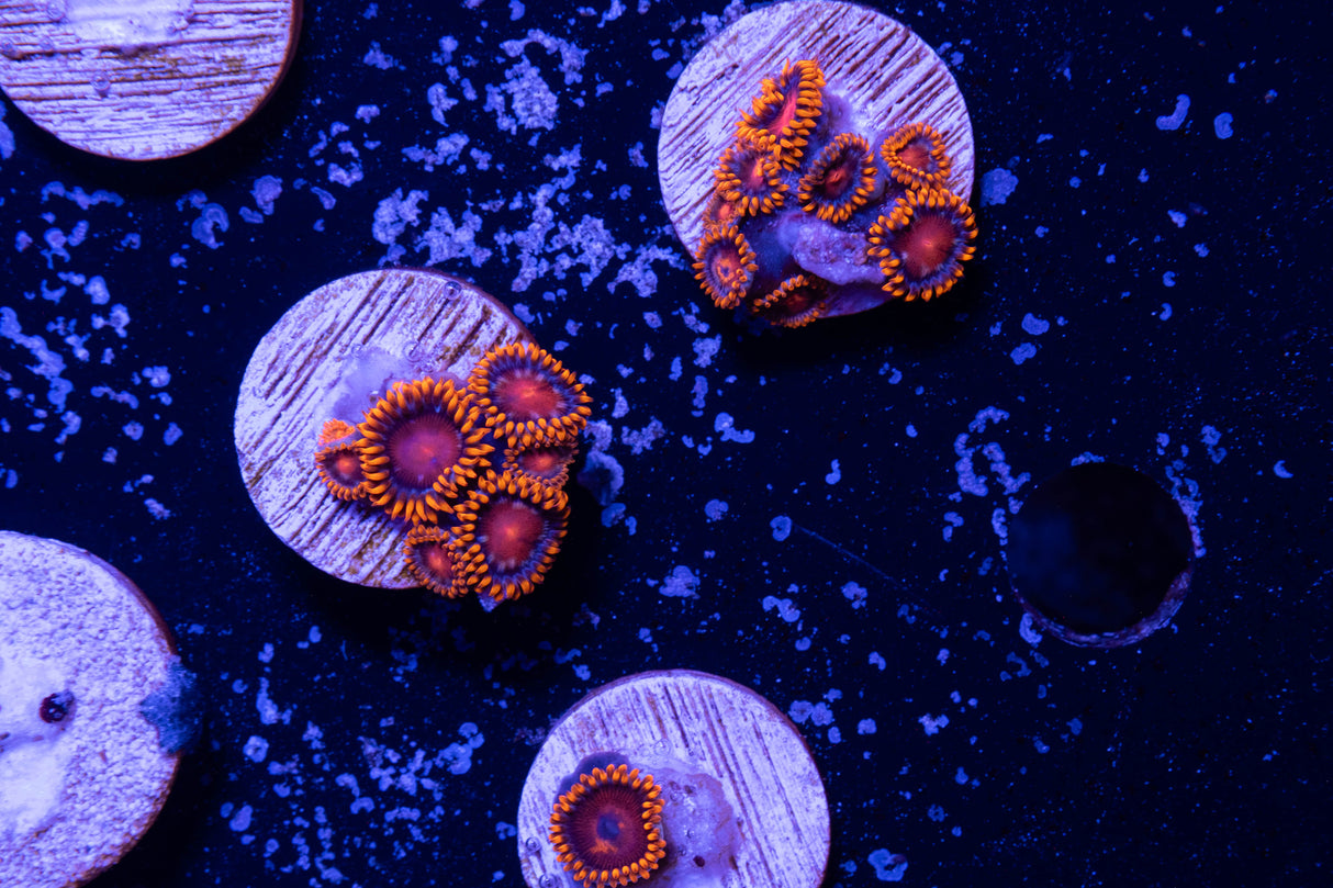 Bam Bam Zoanthid